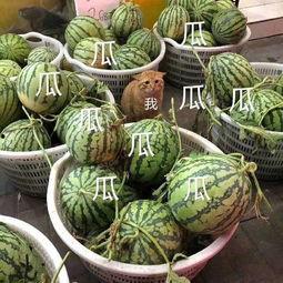 娱乐吃瓜公司有哪些品牌,揭秘娱乐吃瓜界的明星品牌矩阵 第2张 娱乐吃瓜公司有哪些品牌,揭秘娱乐吃瓜界的明星品牌矩阵 第2张