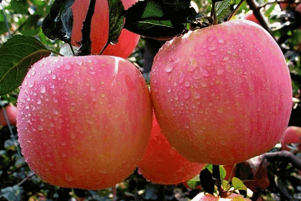 5.1吃瓜网官网苹果版,轻松畅享最新娱乐资讯，尽在掌握  第3张