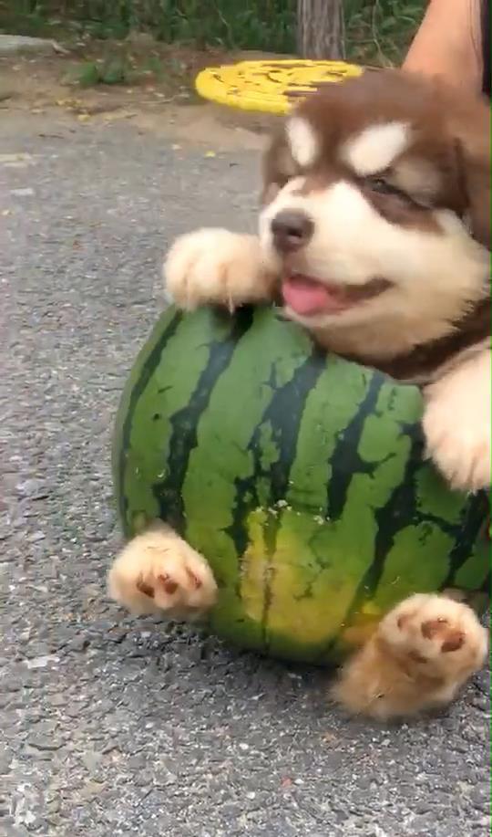 娱乐吃瓜狗,吃瓜狗带你探秘明星幕后故事 第3张 娱乐吃瓜狗,吃瓜狗带你探秘明星幕后故事 第3张