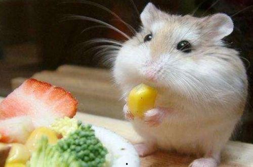 穷人养鼠大法娱乐吃瓜,趣味养鼠,吃瓜乐趣无限 第1张 穷人养鼠大法娱乐吃瓜,趣味养鼠,吃瓜乐趣无限 第1张