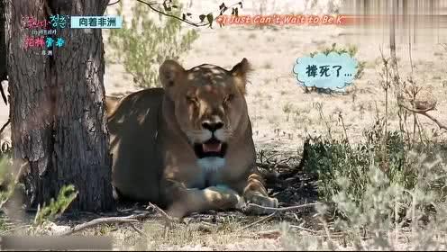 娱乐吃瓜君迅猛龙唱歌,迅猛龙跨界唱歌,音乐界新势力崛起 第3张 娱乐吃瓜君迅猛龙唱歌,迅猛龙跨界唱歌,音乐界新势力崛起 第3张